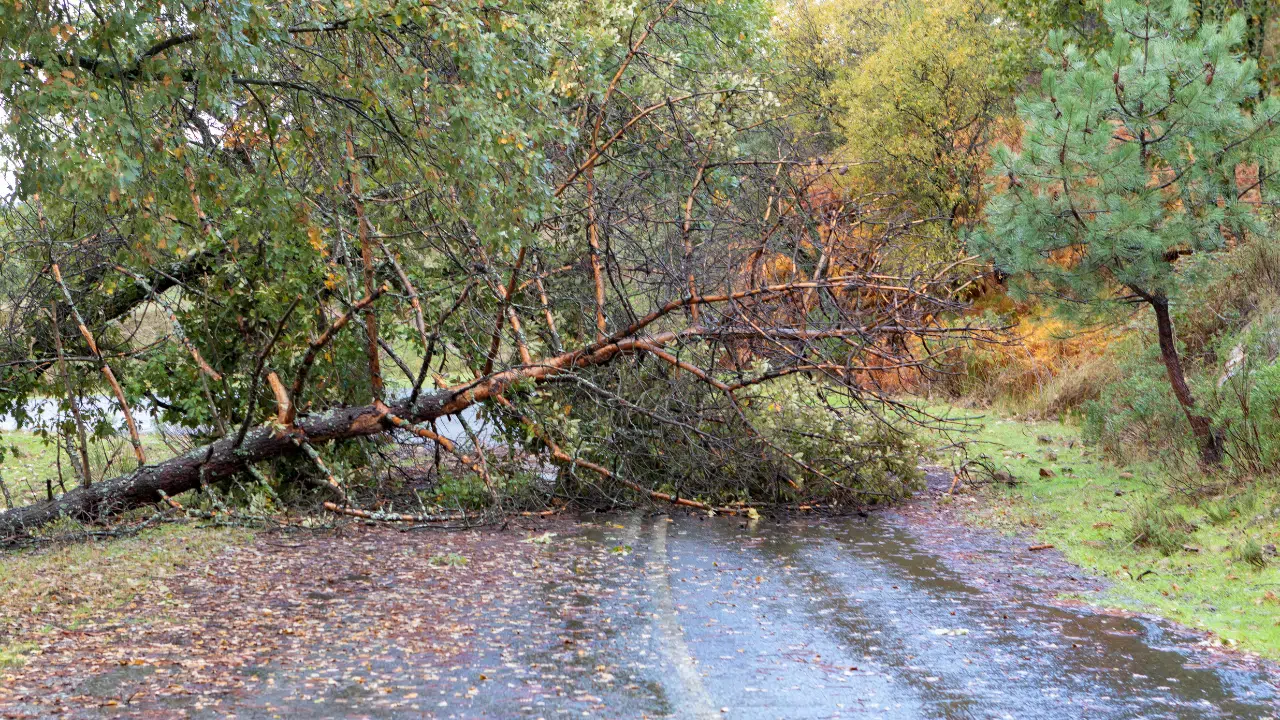 Who removes fallen trees from roads?