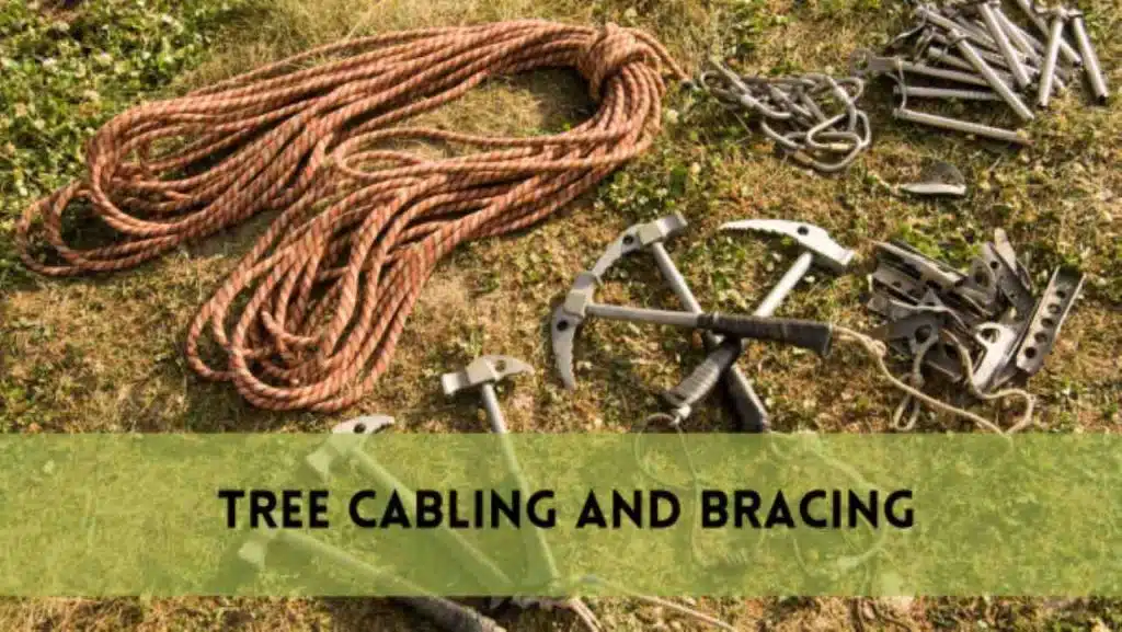 cabling and bracing trees