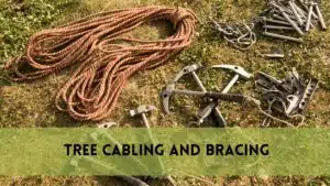cabling and bracing trees