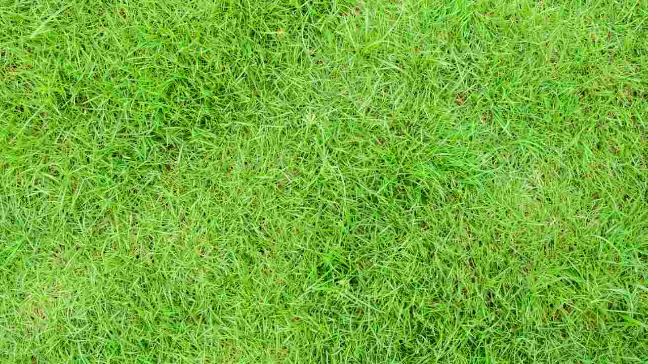 Grass Stop Growing