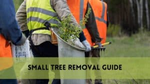 how to remove a small tree