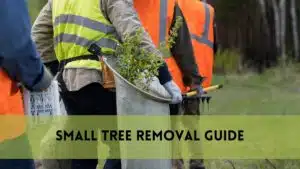 how to remove a small tree