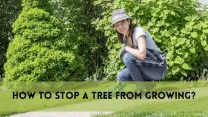 How to stop a tree from growing?