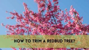 how to trim a redbud tree?