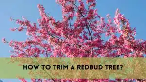 how to trim a redbud tree?