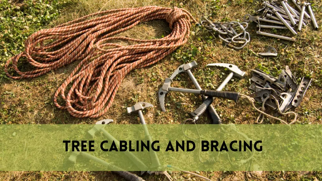 tree cabling and bracing