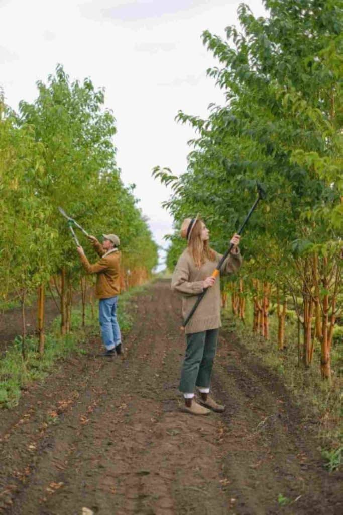 tree care experts