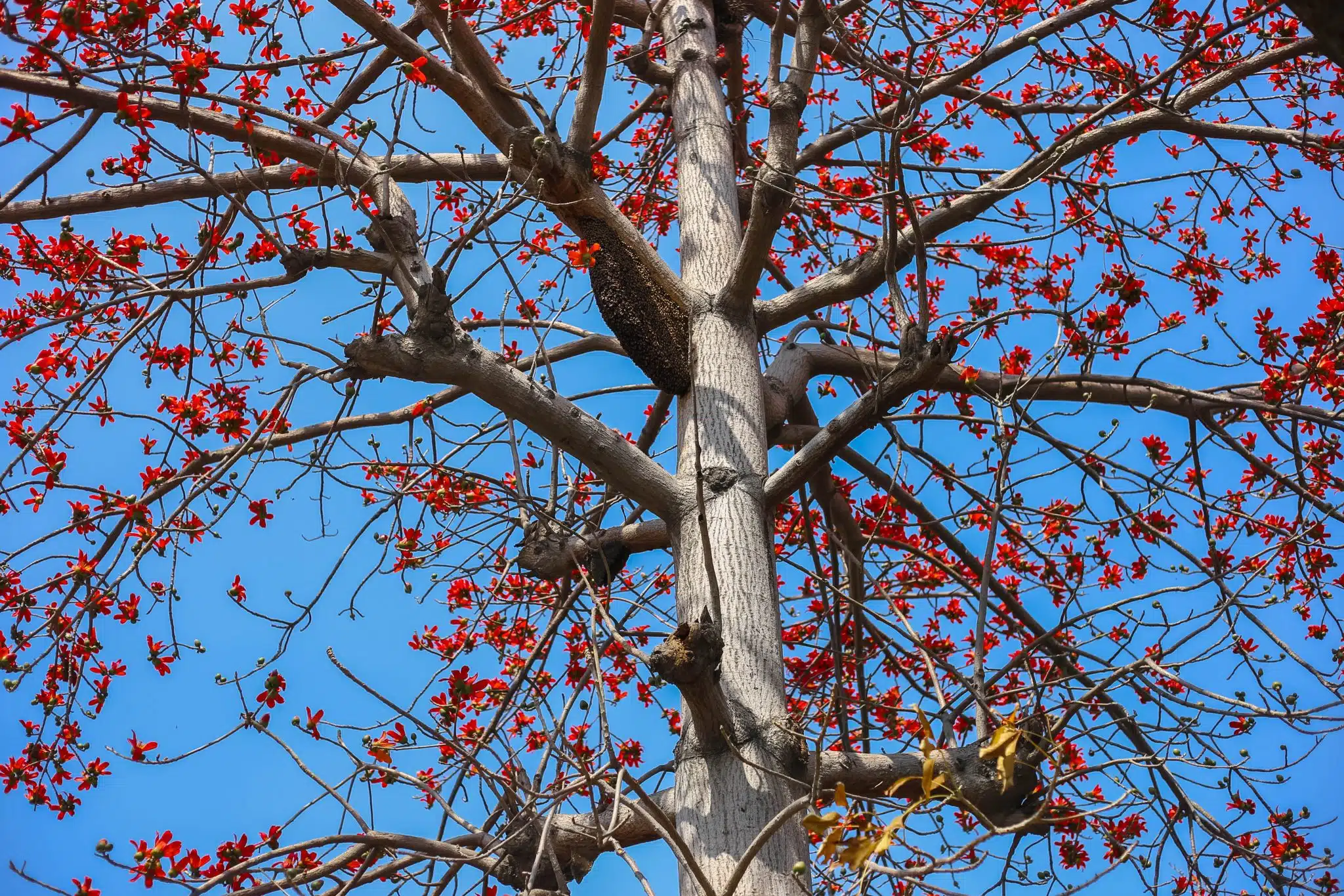 trim a redbud tree