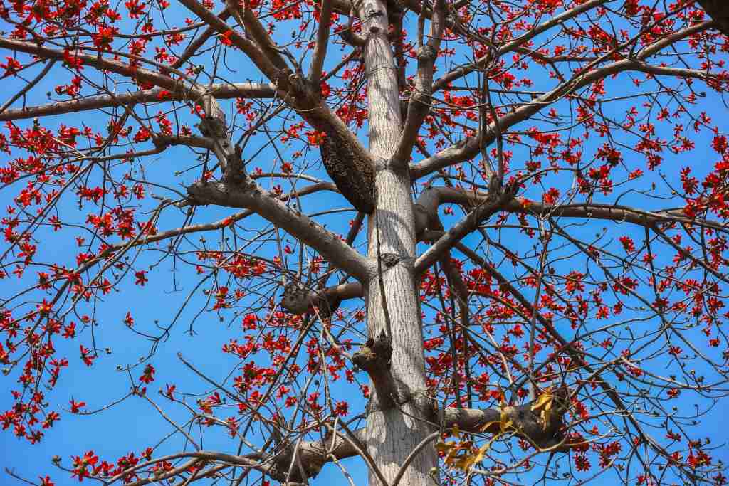 trimming a weeping redbud tree