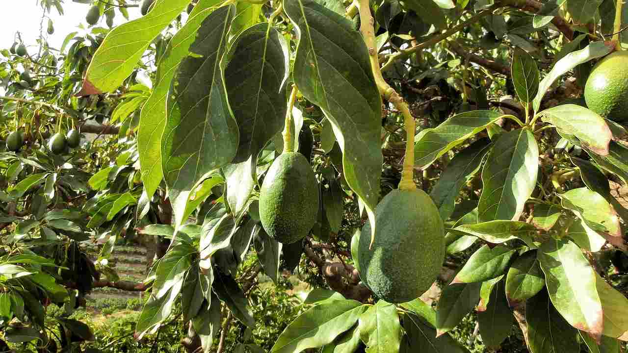 trimming an avocado tree