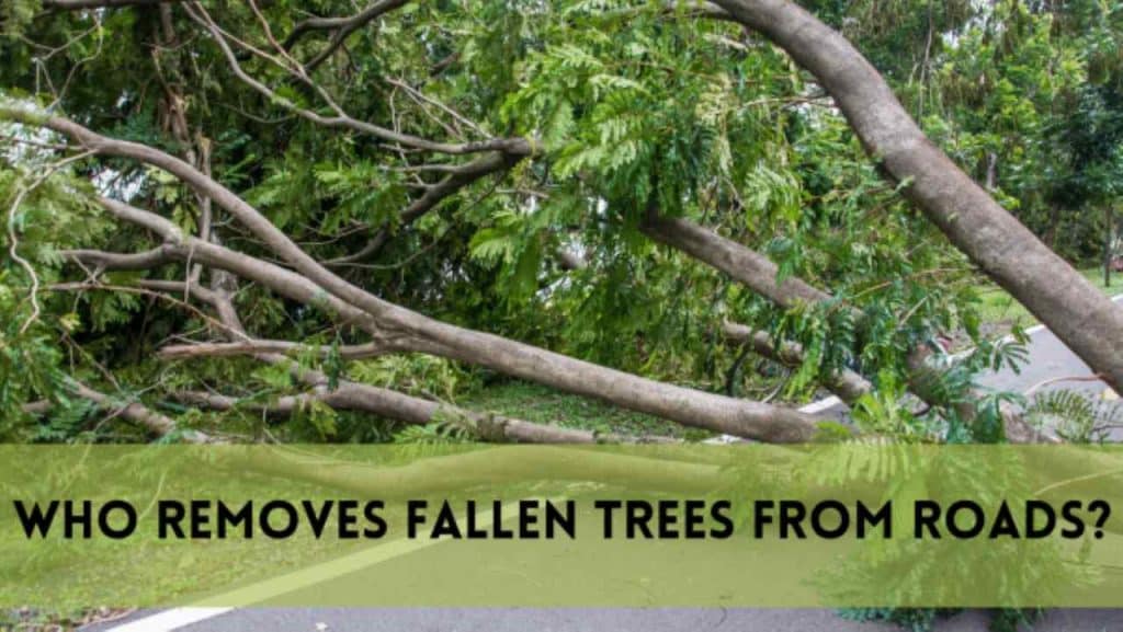 Who Removes Fallen Trees from Roads?