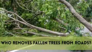 Who Removes Fallen Trees from Roads?