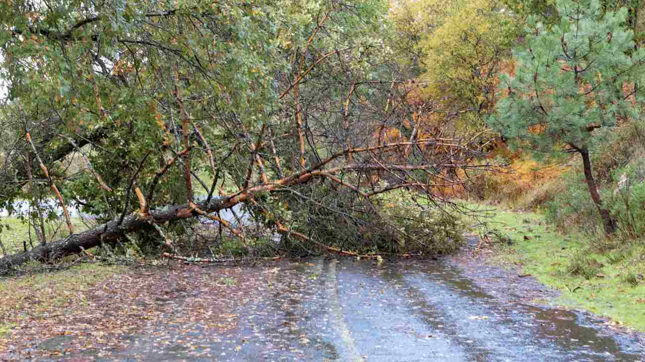 Who Removes Fallen Trees from Roads Near Me