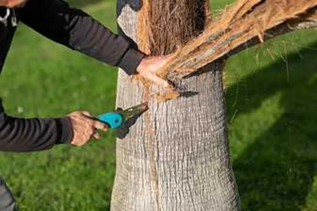 How to Trim a Palm Tree Trunk?