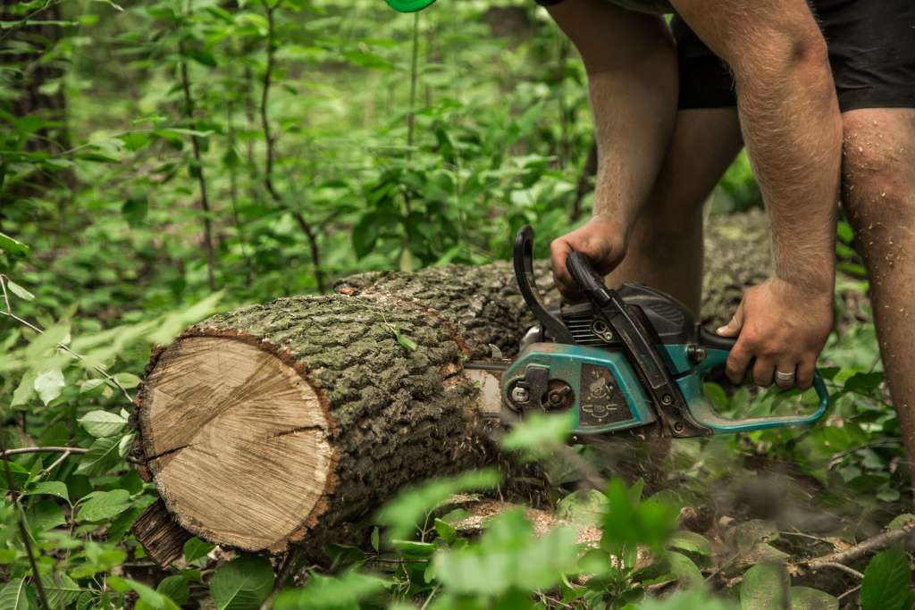 How to Cut Down a Tall Tree by Yourself?