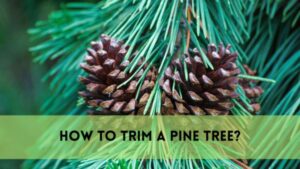 How to Trim a Pine Tree?